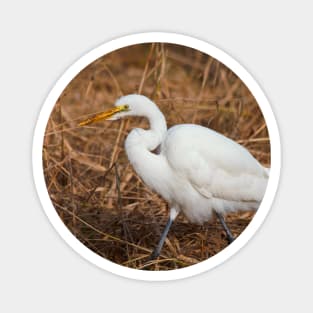 Elegant Great Egret in the Reeds Magnet